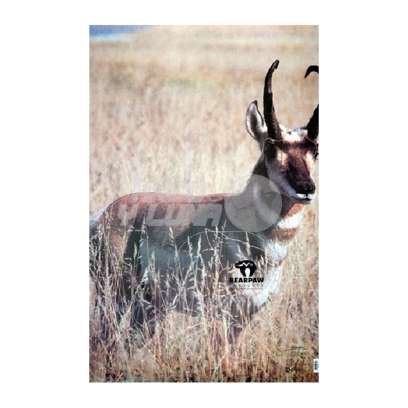 Diana Antelope
