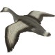 Diana FB Flying Grey Goose